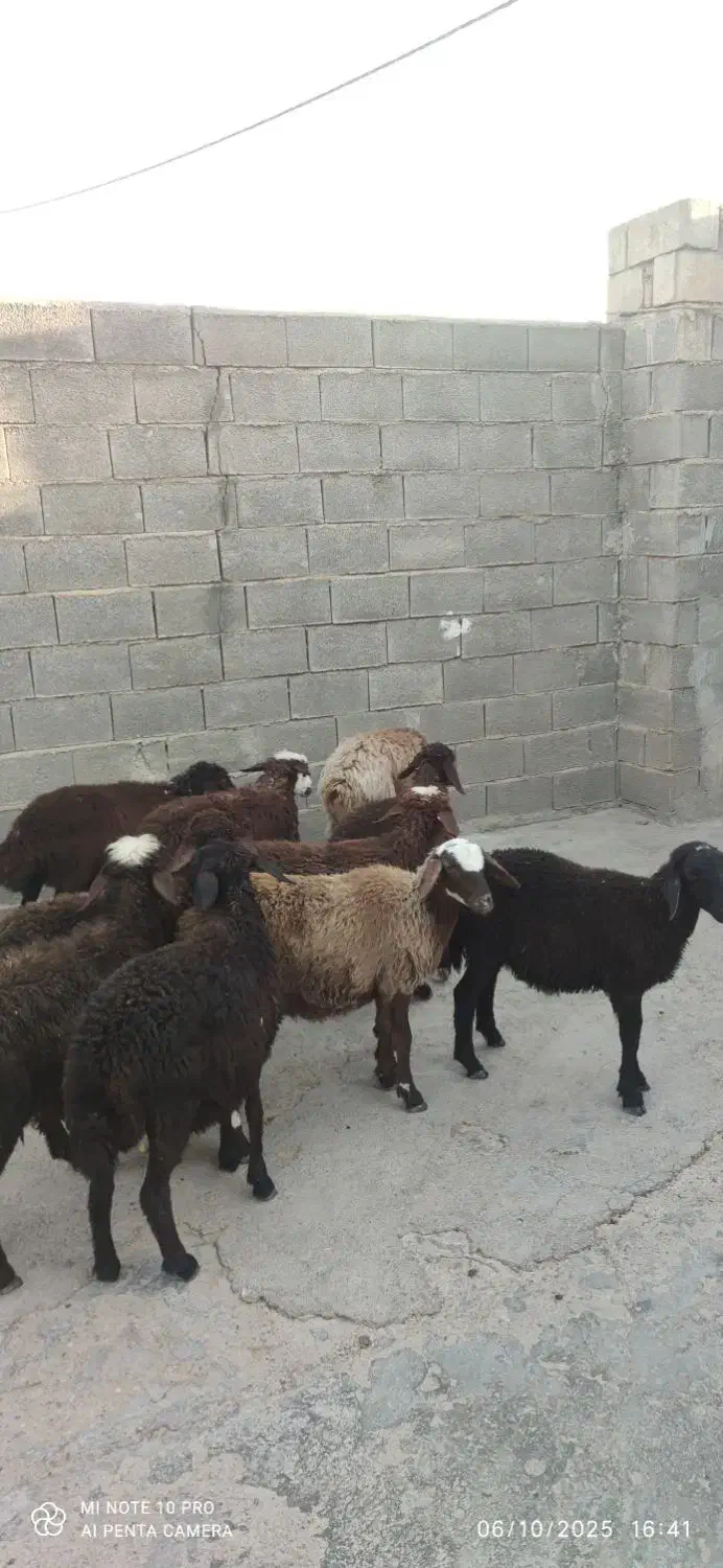 بره پای پروار|حیوانات مزرعه|کلاله, |دیوار
