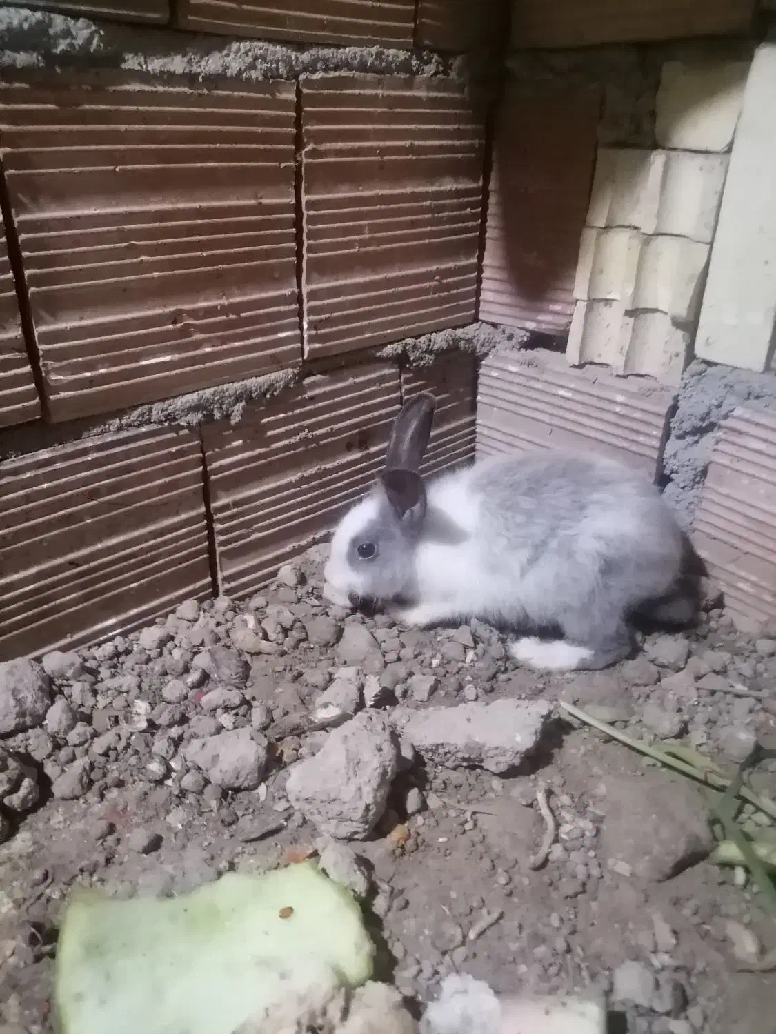 خرگوش لوپ ومعمولی|موش و خرگوش|گرگان, |دیوار