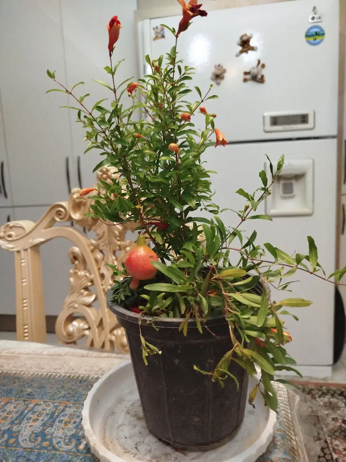 هویای قلبی و هویای کروهنیانا.انار.نارنگی لیمو ترش|گل و گیاه طبیعی|تبریز, |دیوار