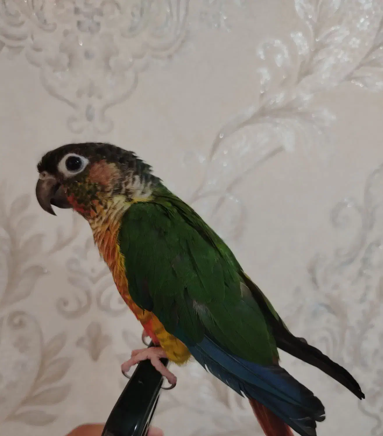 طوطی گرینچیک|پرنده|نجفآباد, باغ ملی|دیوار