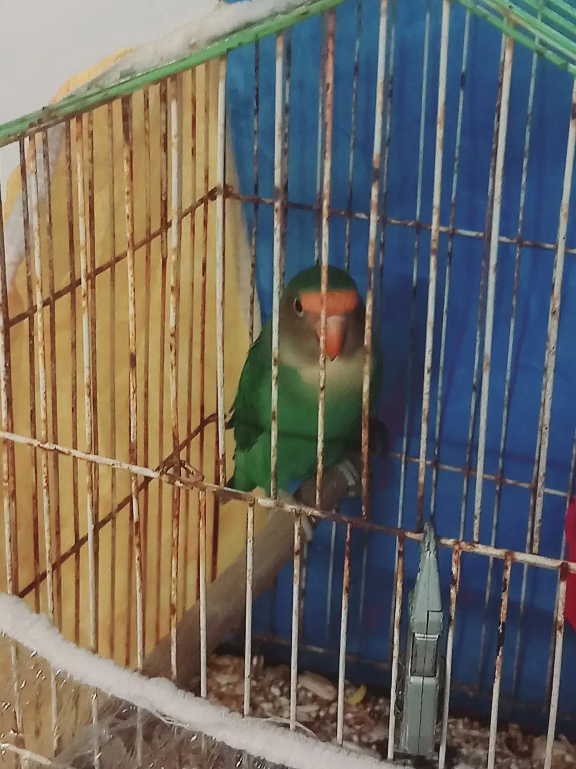 طوطی سرحال دستی|پرنده|بجنورد, |دیوار