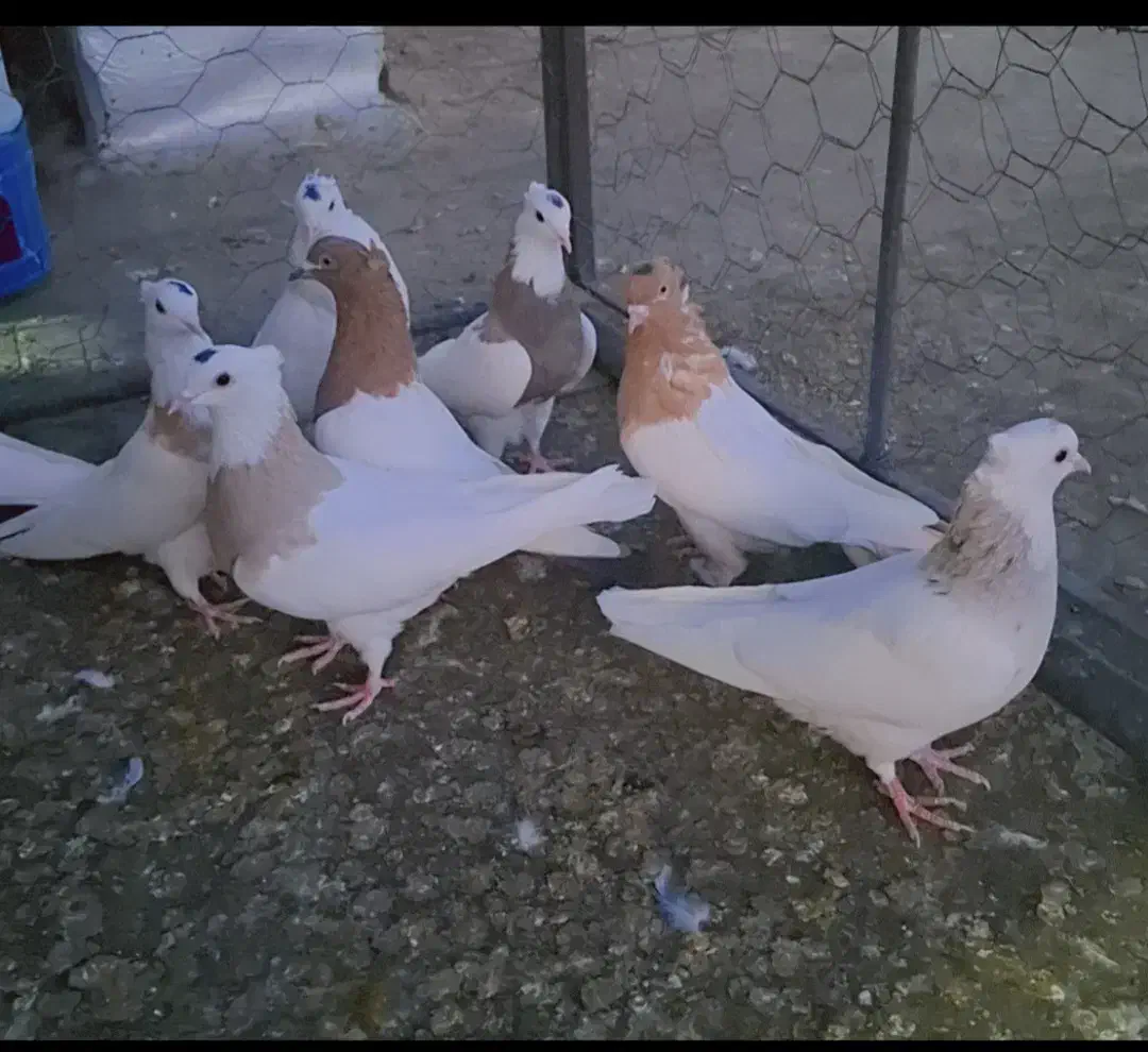 کبوتر طوق وحسن خانی|پرنده|سنندج, |دیوار