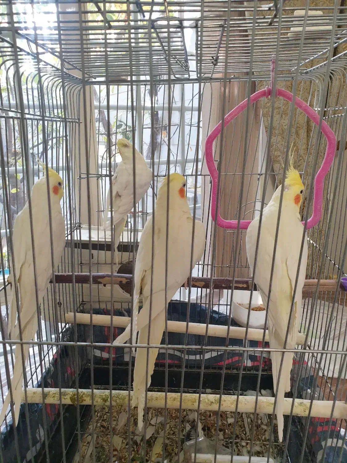 عروس هلندی|پرنده|مراغه, |دیوار