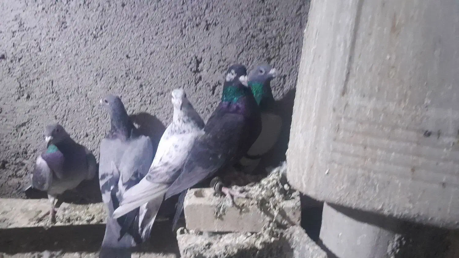 5نر پرشی|پرنده|رشتخوار, |دیوار