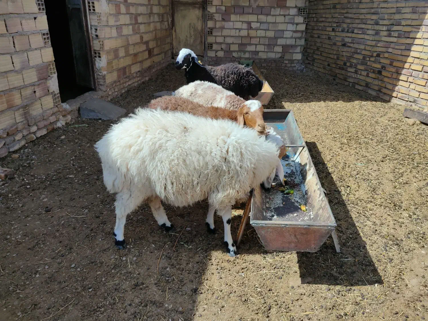 بره و شیشک|حیوانات مزرعه|زیرکوه, |دیوار