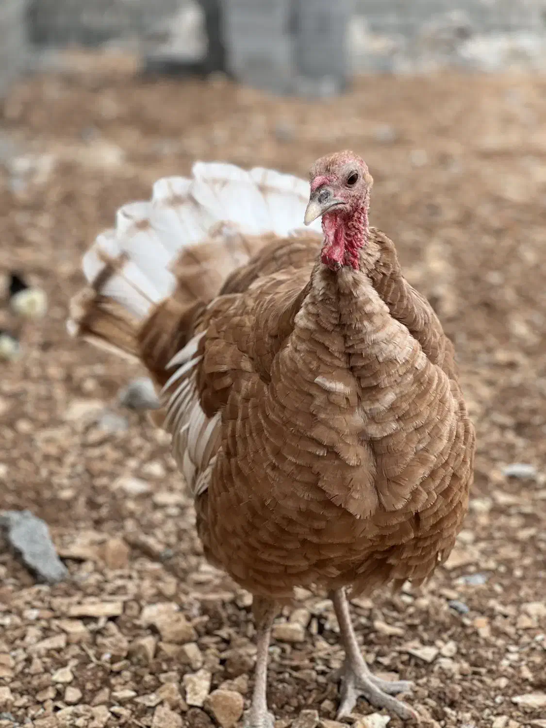 بوقلمون|حیوانات مزرعه|سرپل ذهاب, |دیوار