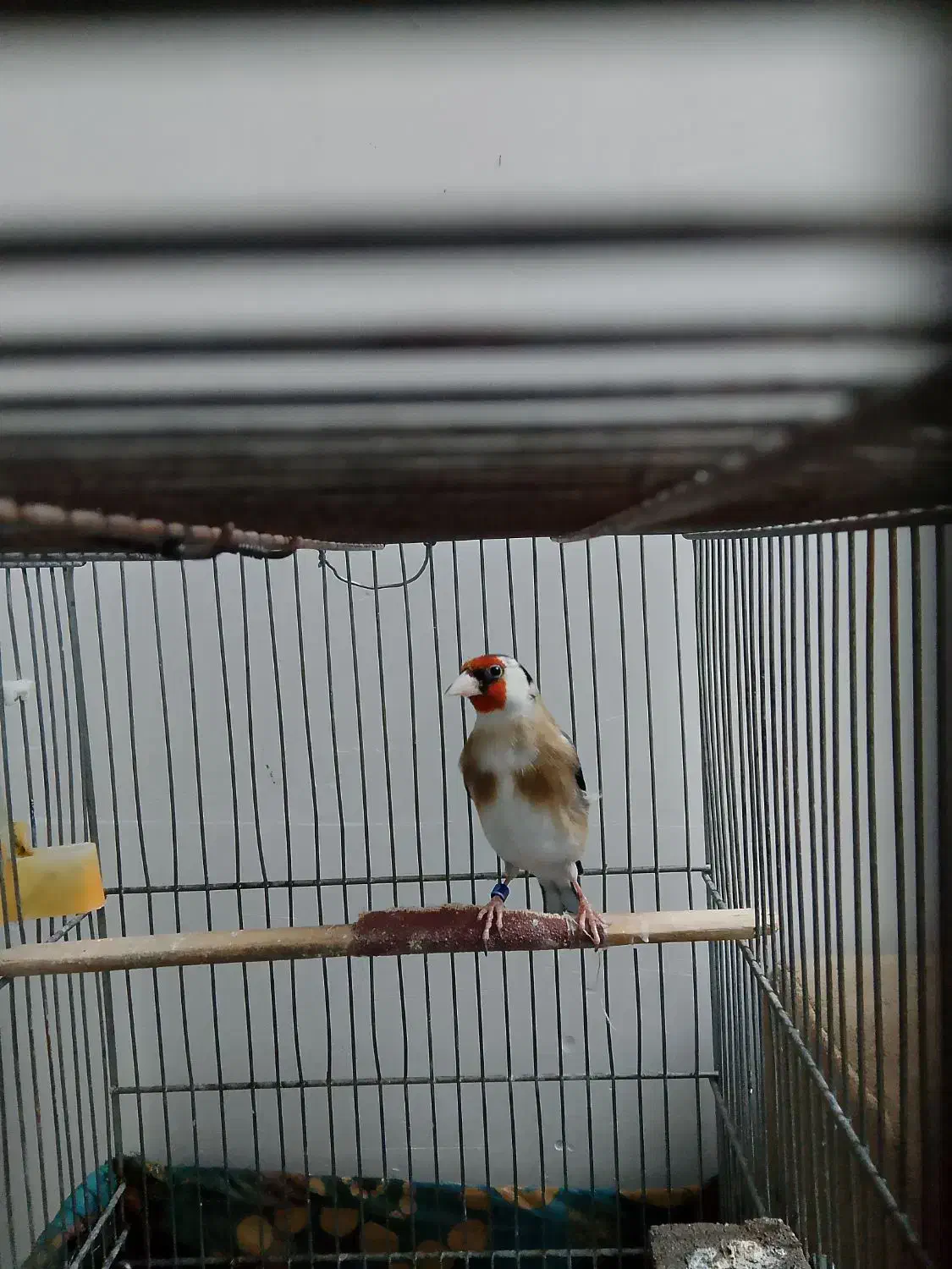 سهره سرسیاه معاوضه|پرنده|شیراز, شهرک مدرس|دیوار