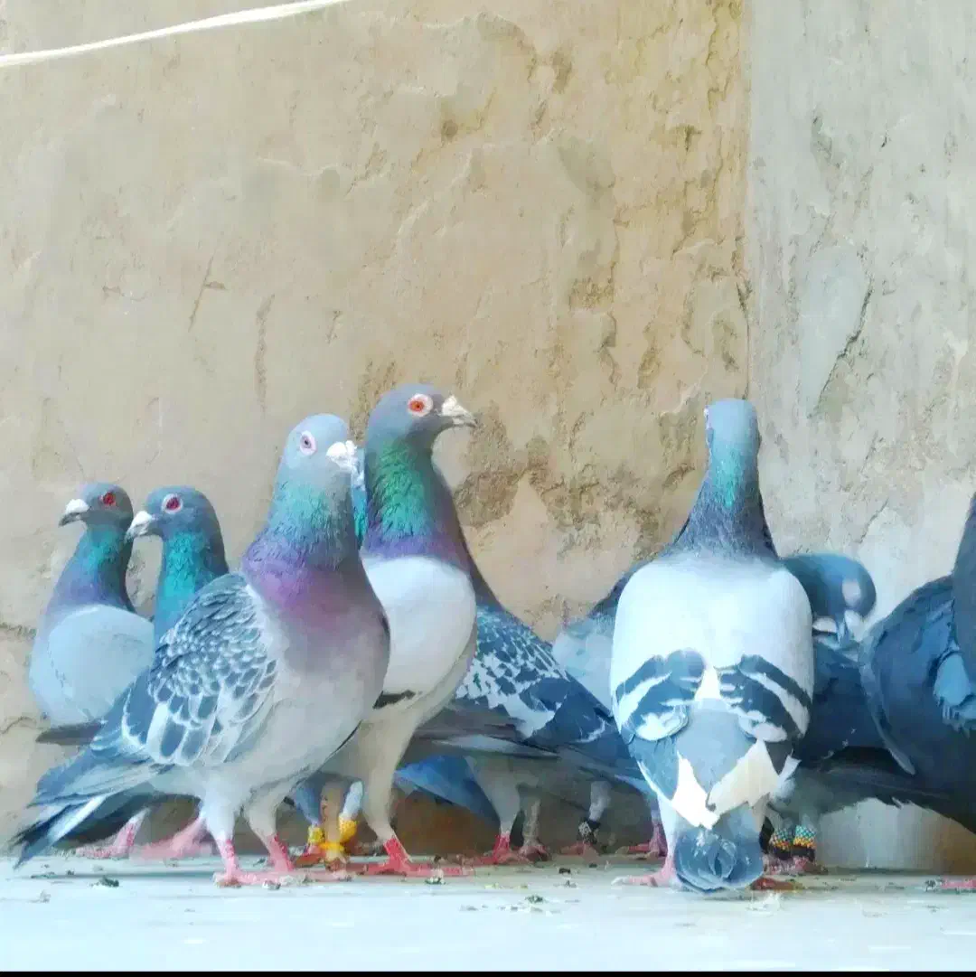 پلاکی|پرنده|کرمان, |دیوار