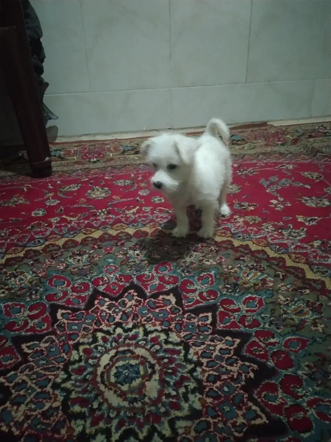 سگ شیتزو تربت جام|سگ|تربت جام, جامرود|دیوار