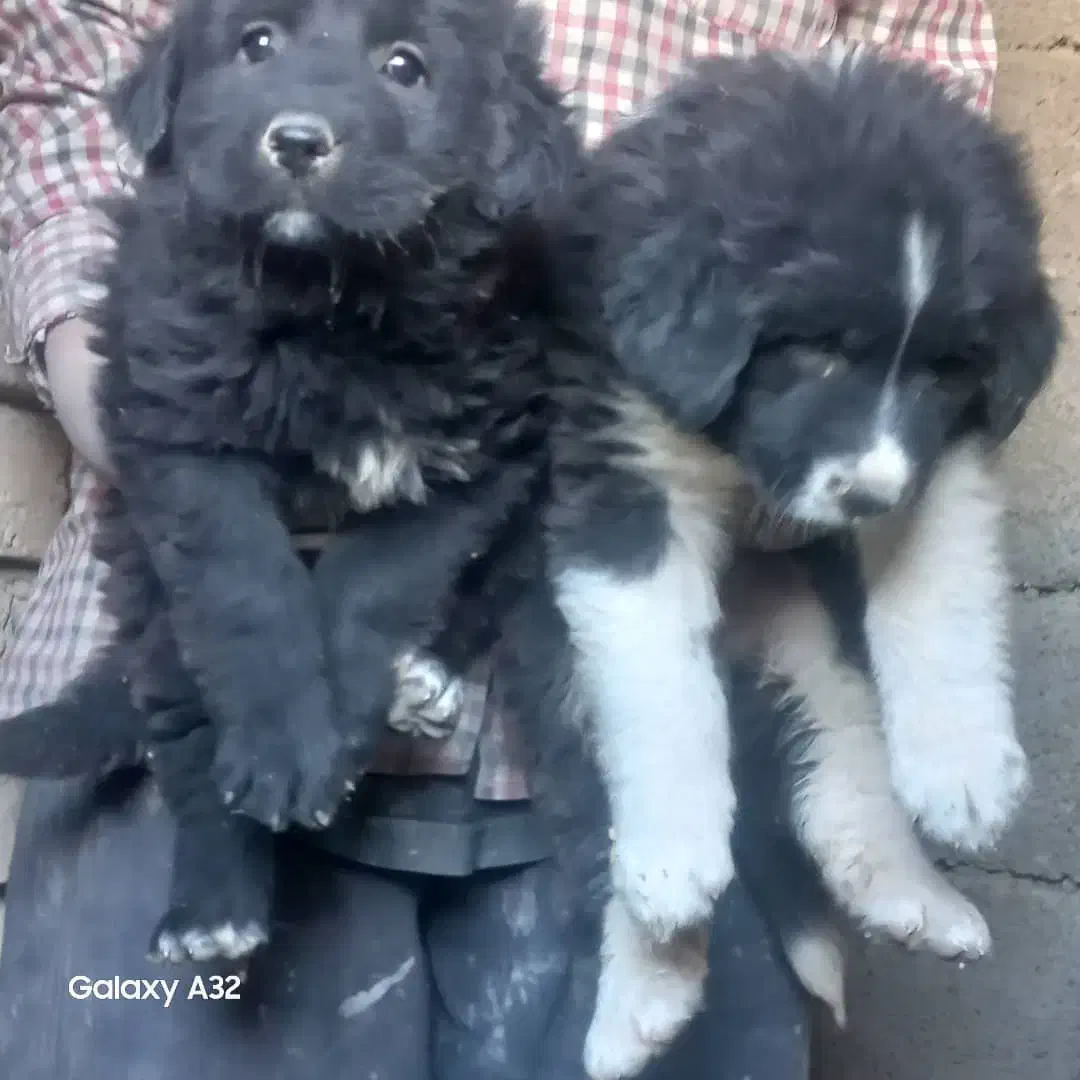 توله سگ قدرجونی|سگ|اصفهان, سرشبادران|دیوار