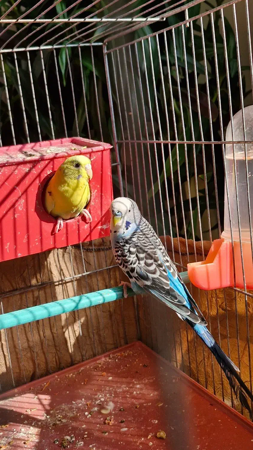 مرغ عشق مولد|پرنده|اصفهان, رسالت|دیوار