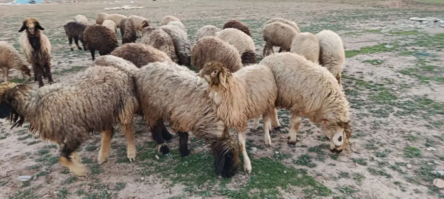 شیشک داشتی|حیوانات مزرعه|شیراز, شهرک قمشه|دیوار