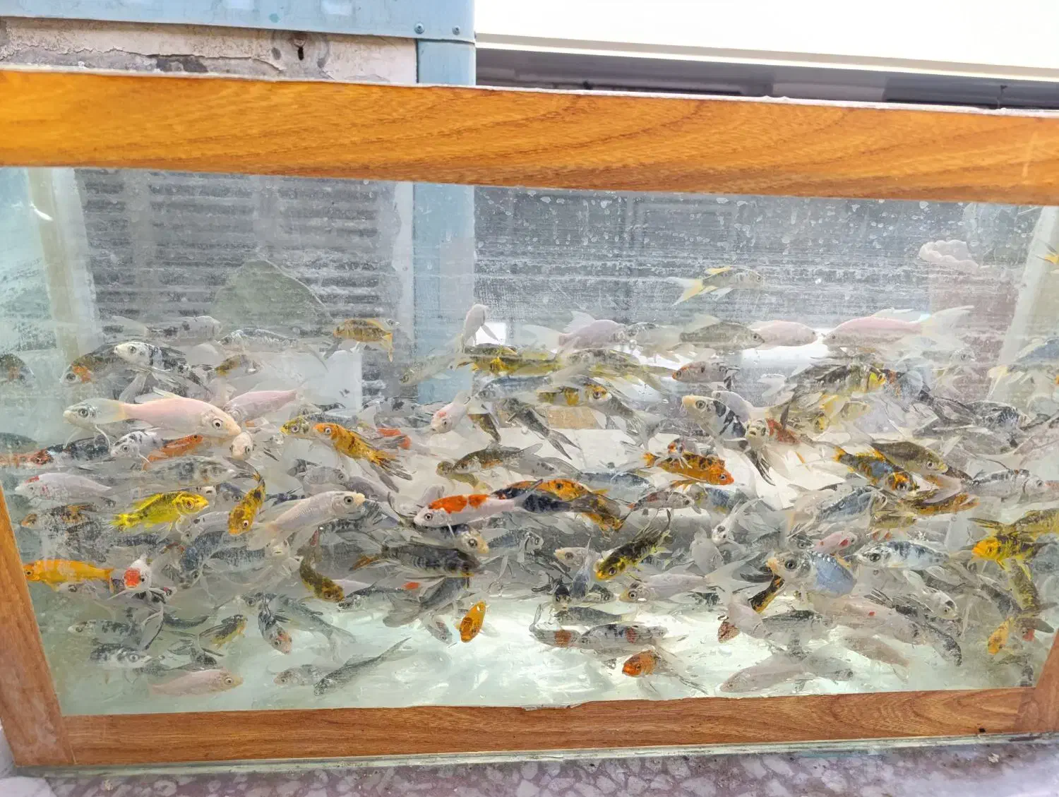 ماهی کوی نژاد|ماهی|قم, نخودی|دیوار