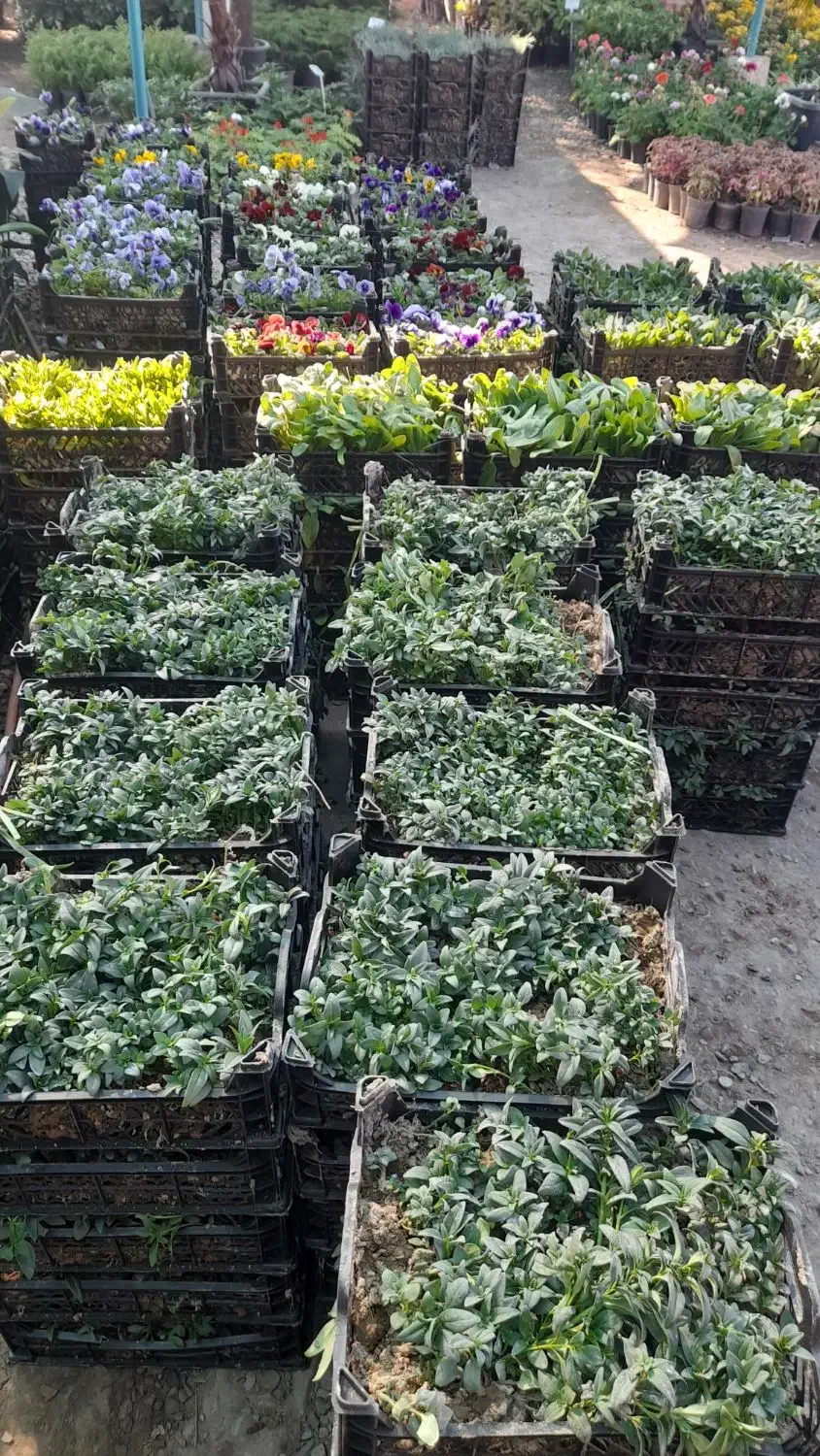 گل وگیاه اپارتمانی وباغچه ای|گل و گیاه طبیعی|اهواز, کوی ملی راه|دیوار