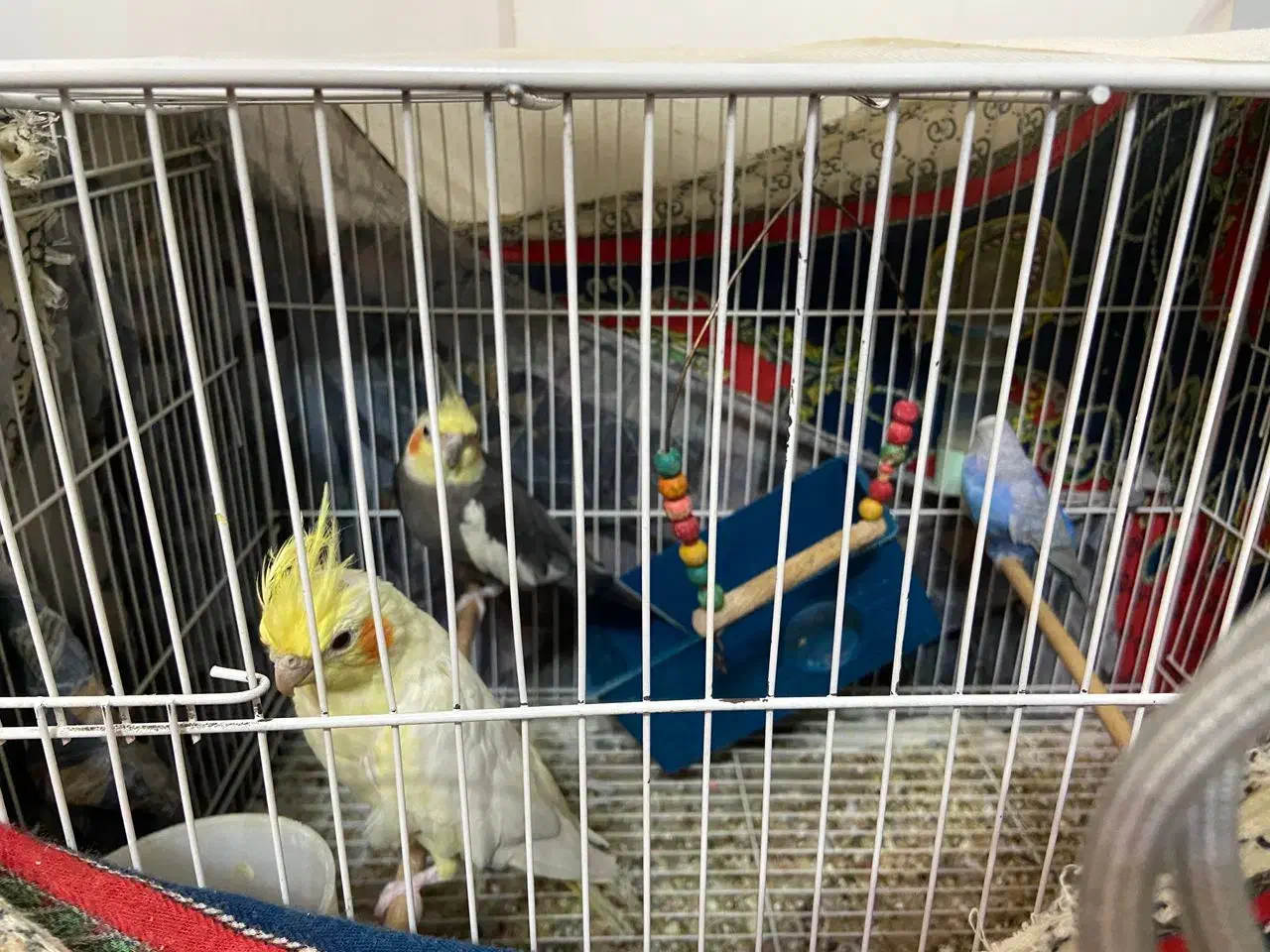 یه جفت طوطی عروس بالغ به همراه یه عدد مرغ عشق نر|پرنده|بهشهر, |دیوار