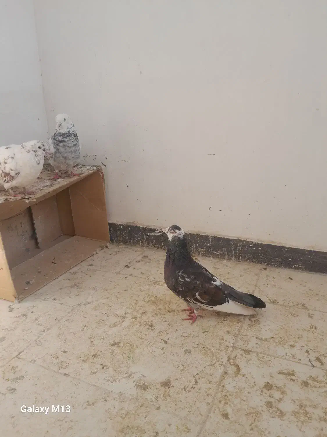 کفتر پرشی|پرنده|فردیس, شهرک ناز|دیوار