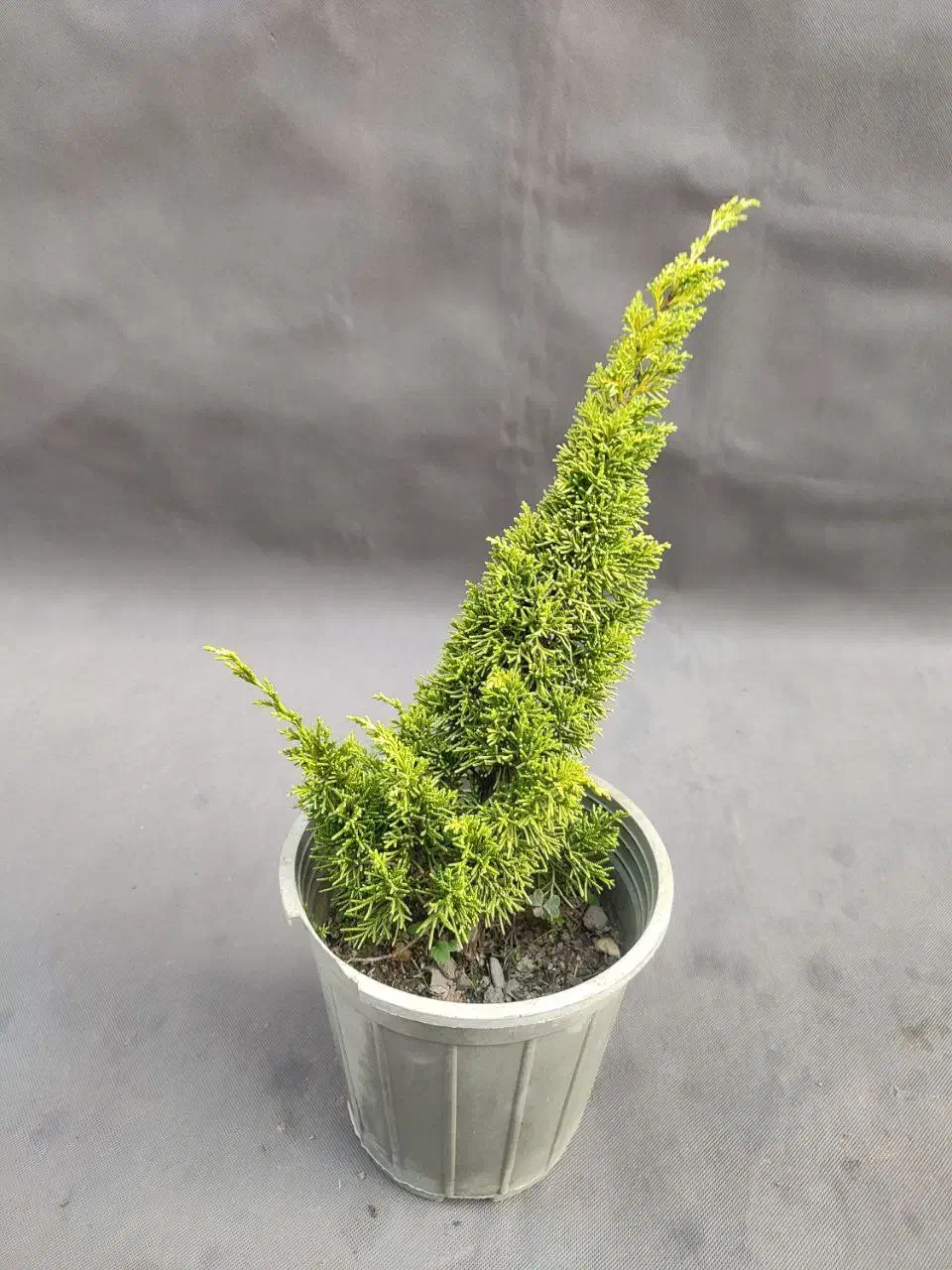 دم روباهی طلایی، گیاه خاص و مقاوم با ۵۰٪ تخفیف|گل و گیاه طبیعی|تهران, صادقیه|دیوار