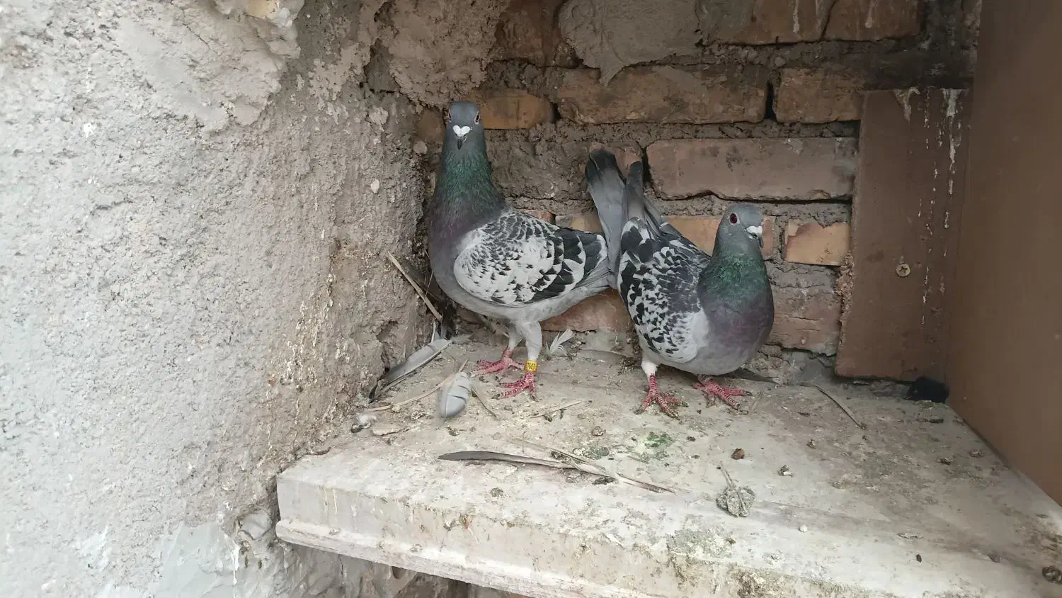 پلاکی|پرنده|یزد, |دیوار