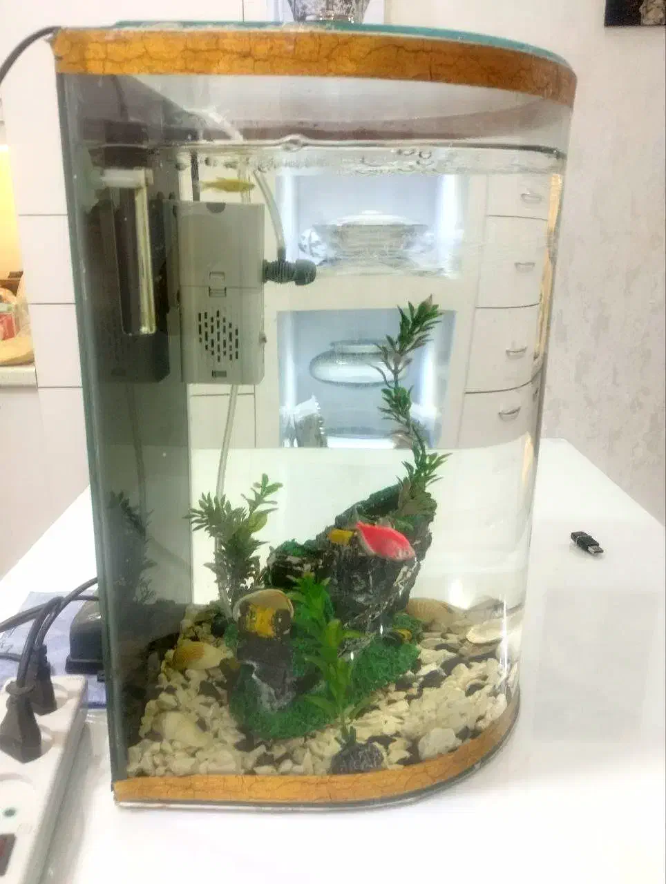 آکواریوم|ماهی|تربت‌حیدریه, آغوی|دیوار