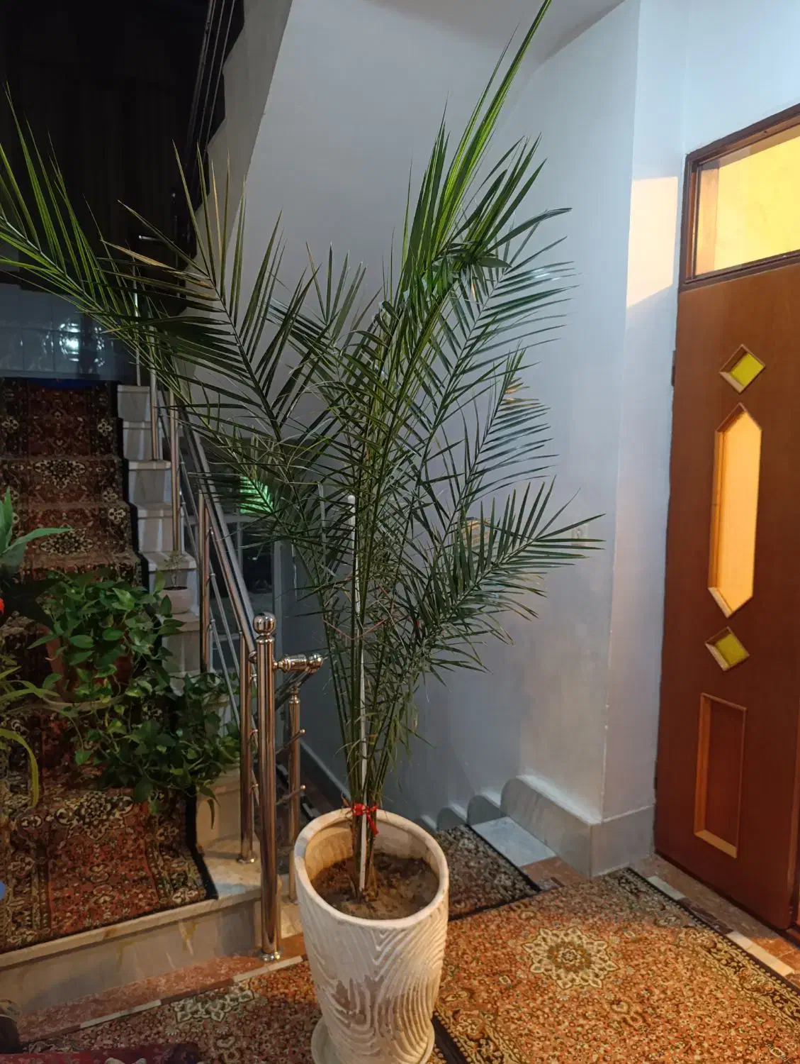 گل نخل فونیکس طبیعی|گل و گیاه طبیعی|بناب, |دیوار