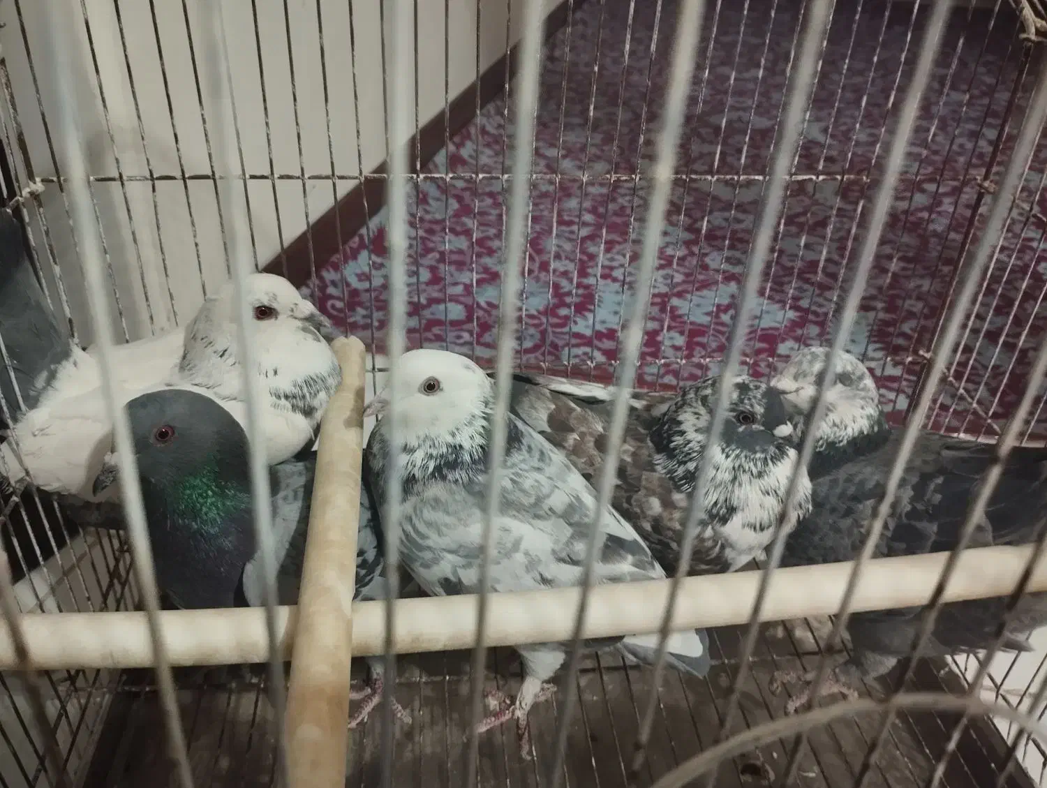 کبوتر|پرنده|صدرا-فارس, فاز ۱|دیوار