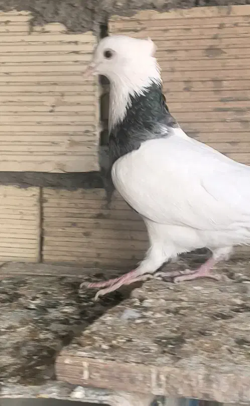 کبوتر طوقی نر الماسی|پرنده|مبارکه, |دیوار