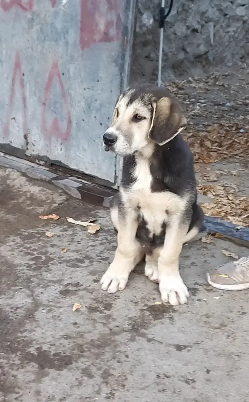 توله سک عراقی نر ۳ ماهه|سگ|هوراند, |دیوار