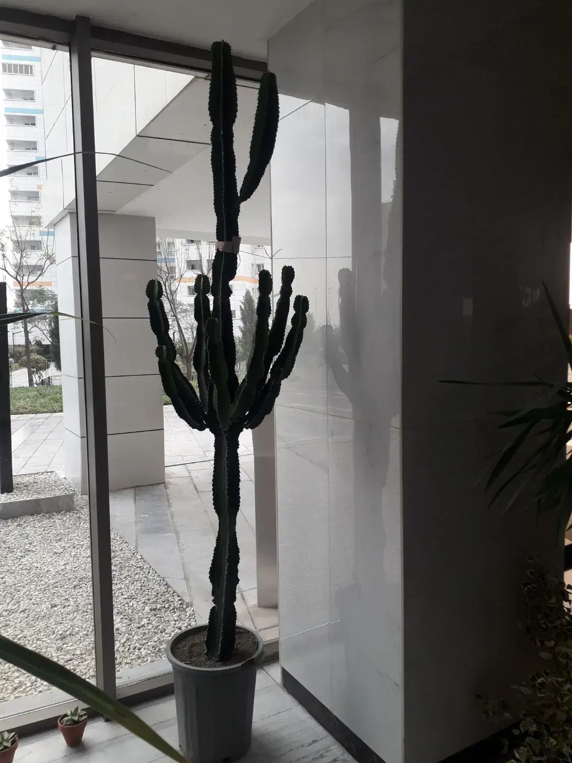 گلدان آفربیا اینجنس(کاکتوس)|گل و گیاه طبیعی|تهران, شهرک آتی شهر|دیوار