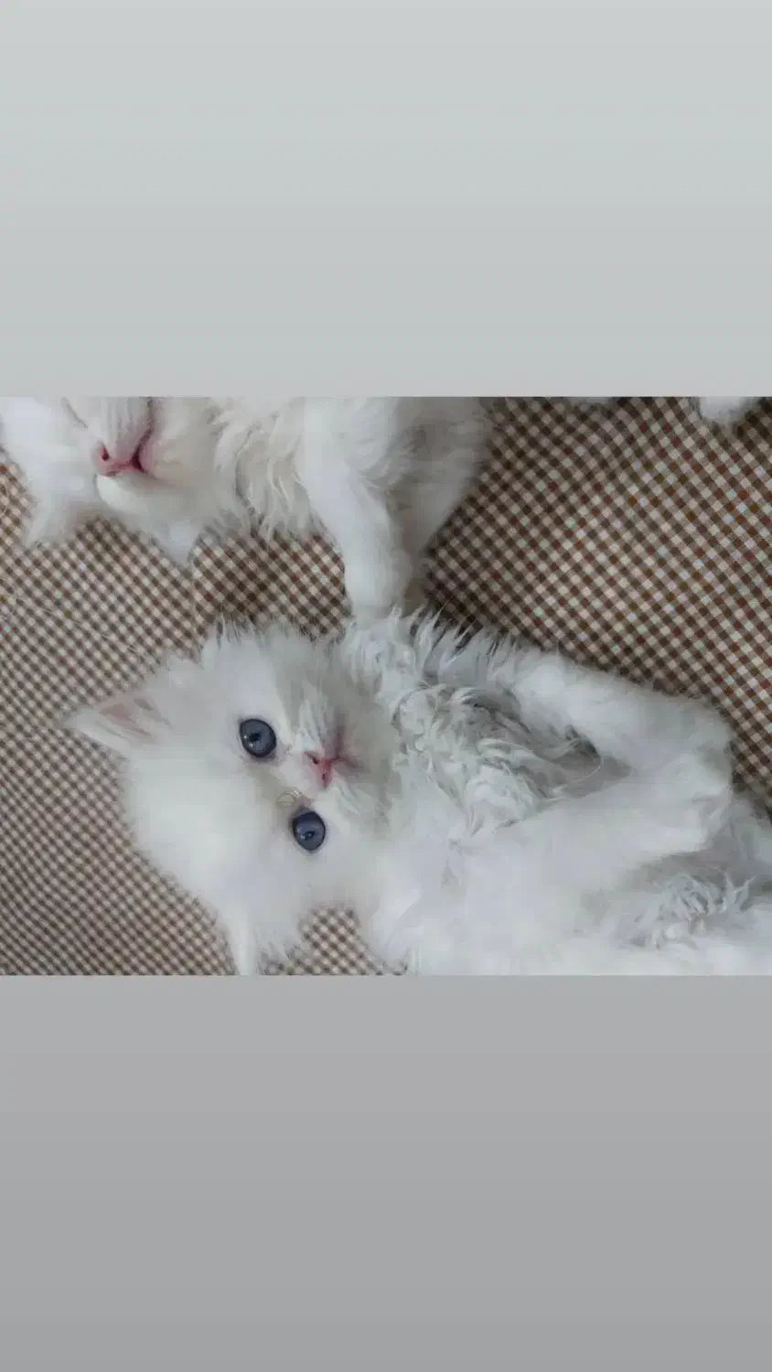 پرشین عروسکی چشم ابی|گربه|یزد, |دیوار