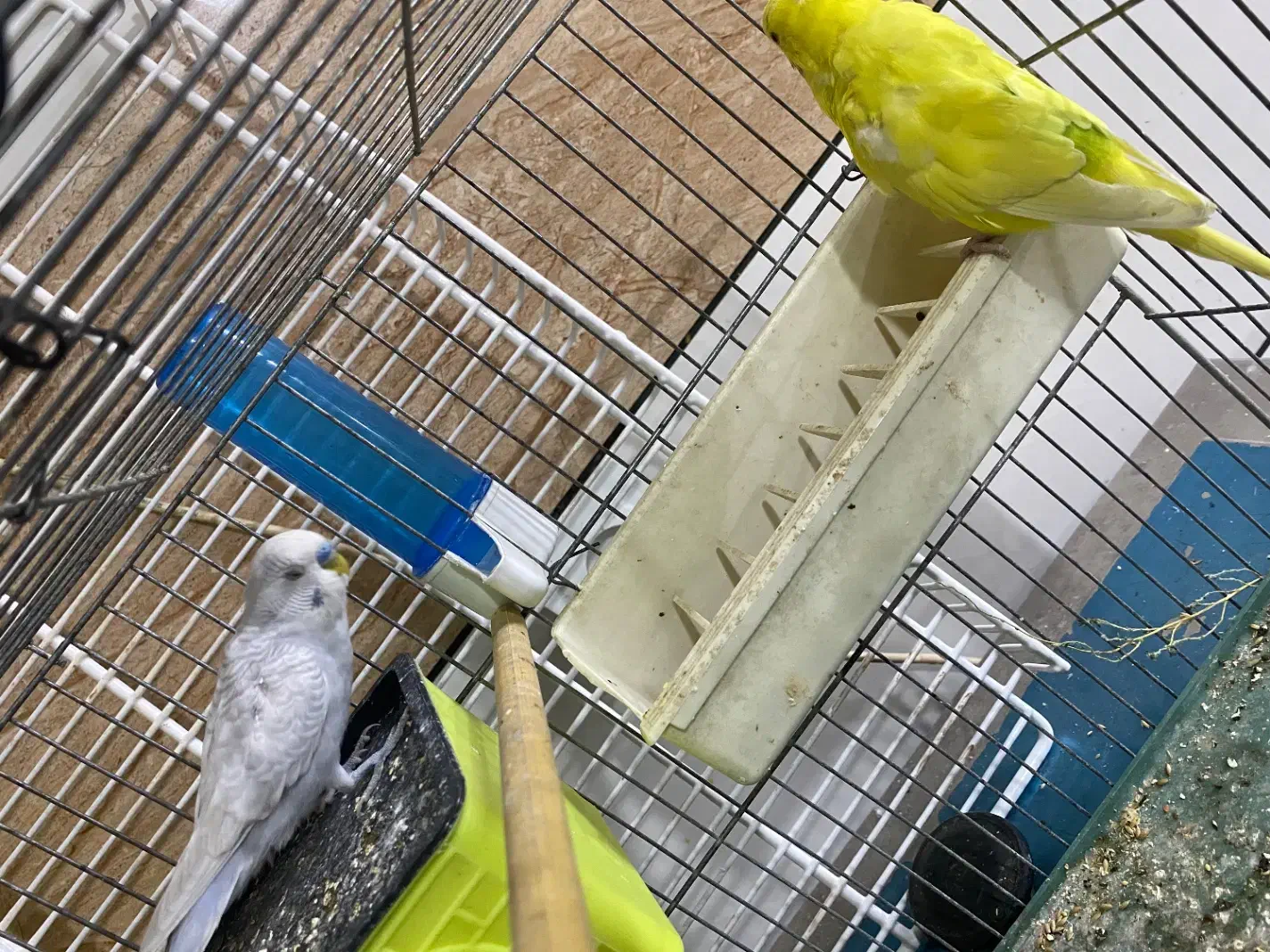 مرغ عشق|پرنده|کبودرآهنگ, |دیوار