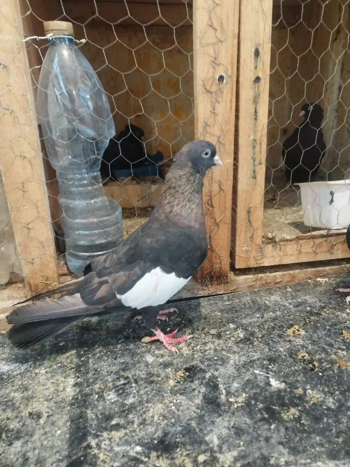 سرک تافت ای نر چشم نوک سفید|پرنده|شیراز, کوی زهرا|دیوار