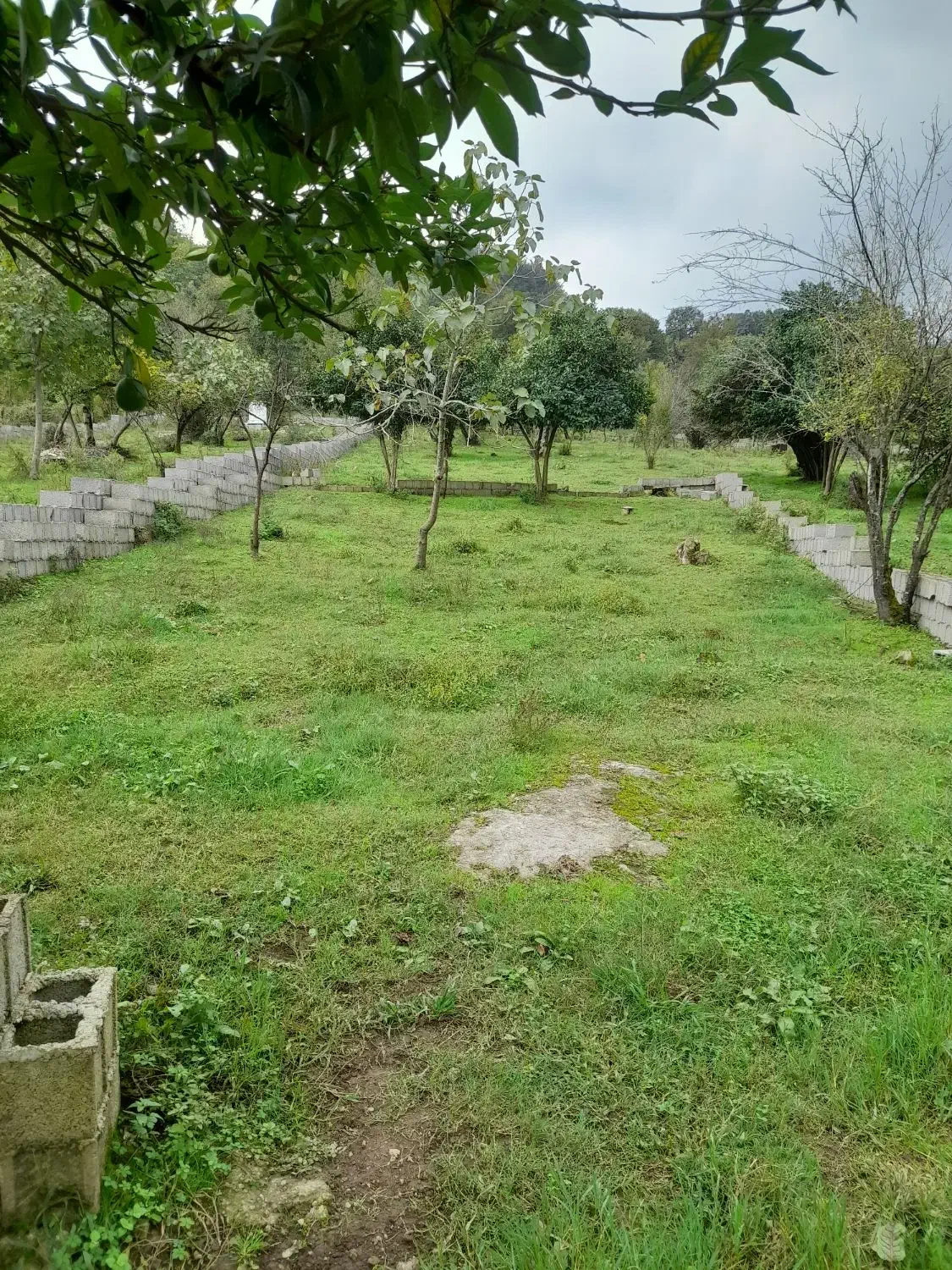 فروش زمین مسکونی پلاک صفرجنگل وپلاک 2جاده اصلی|فروش زمین و ملک کلنگی|ماکلوان, |دیوار