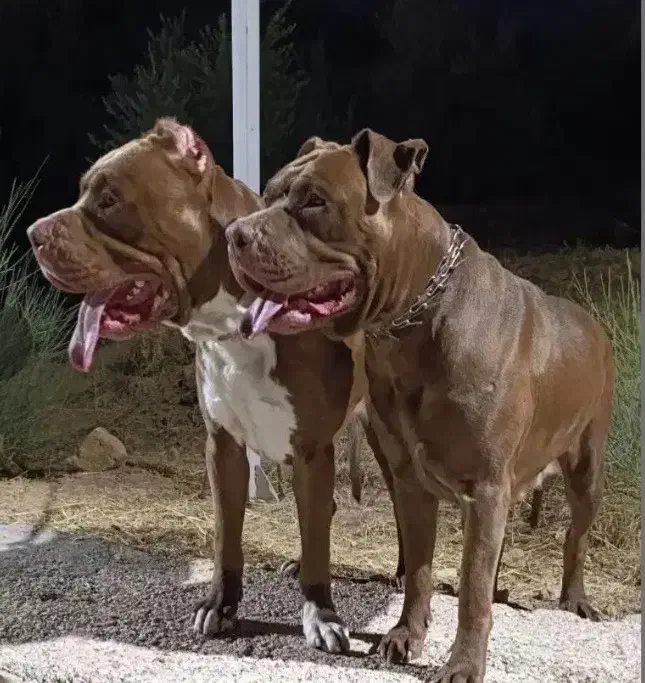 سگ پیتبول بمب|سگ|شیراز, میانرود|دیوار