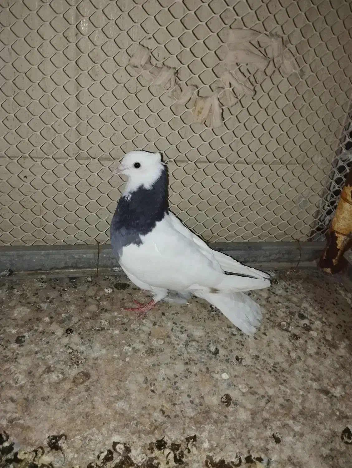 کفتر|پرنده|اردکان, |دیوار