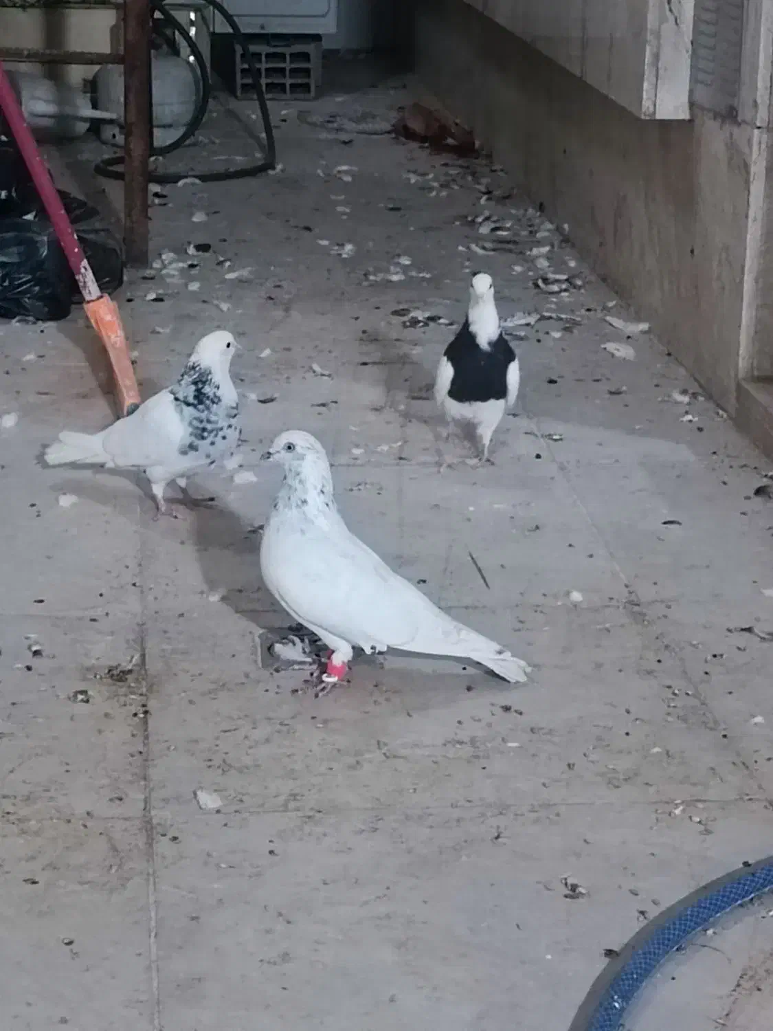 کبوتر|پرنده|دزفول, |دیوار