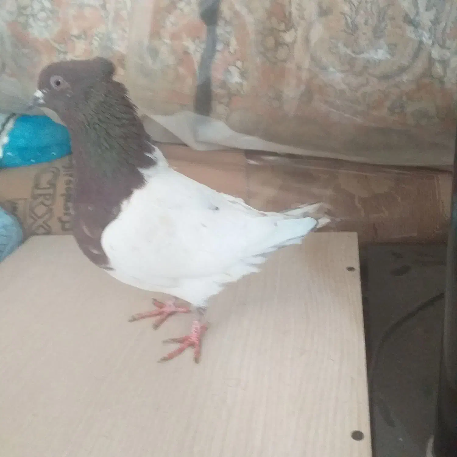 کبوتر|پرنده|سمیرم, |دیوار