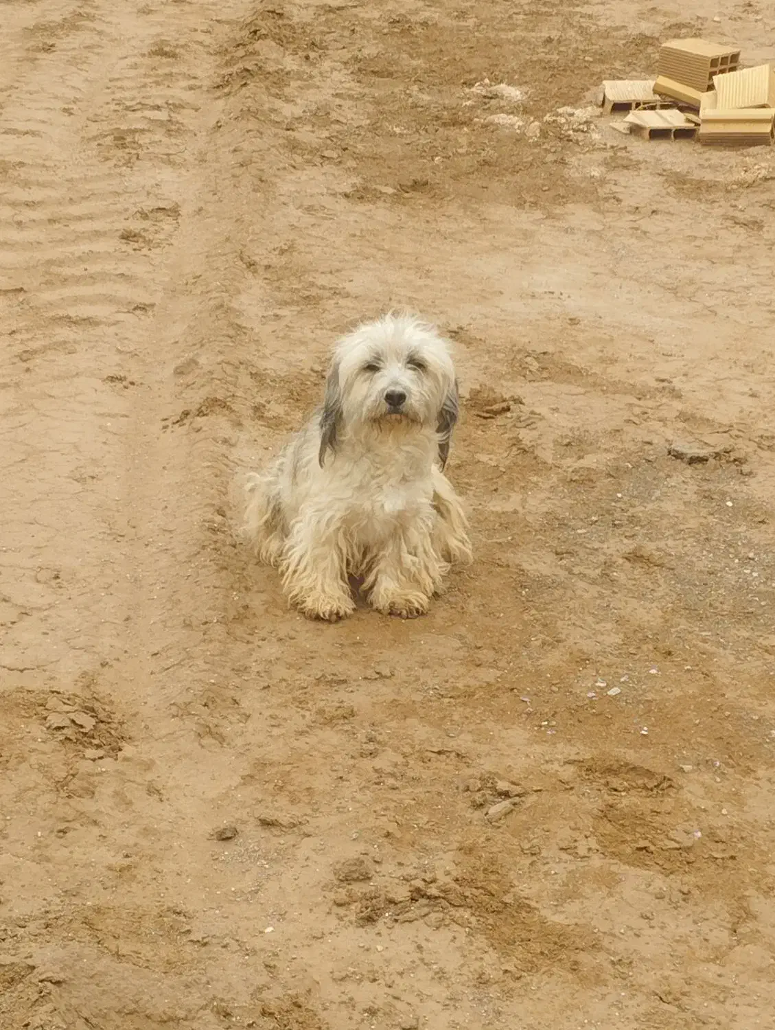 سگ پاکوتا|سگ|یزد, |دیوار