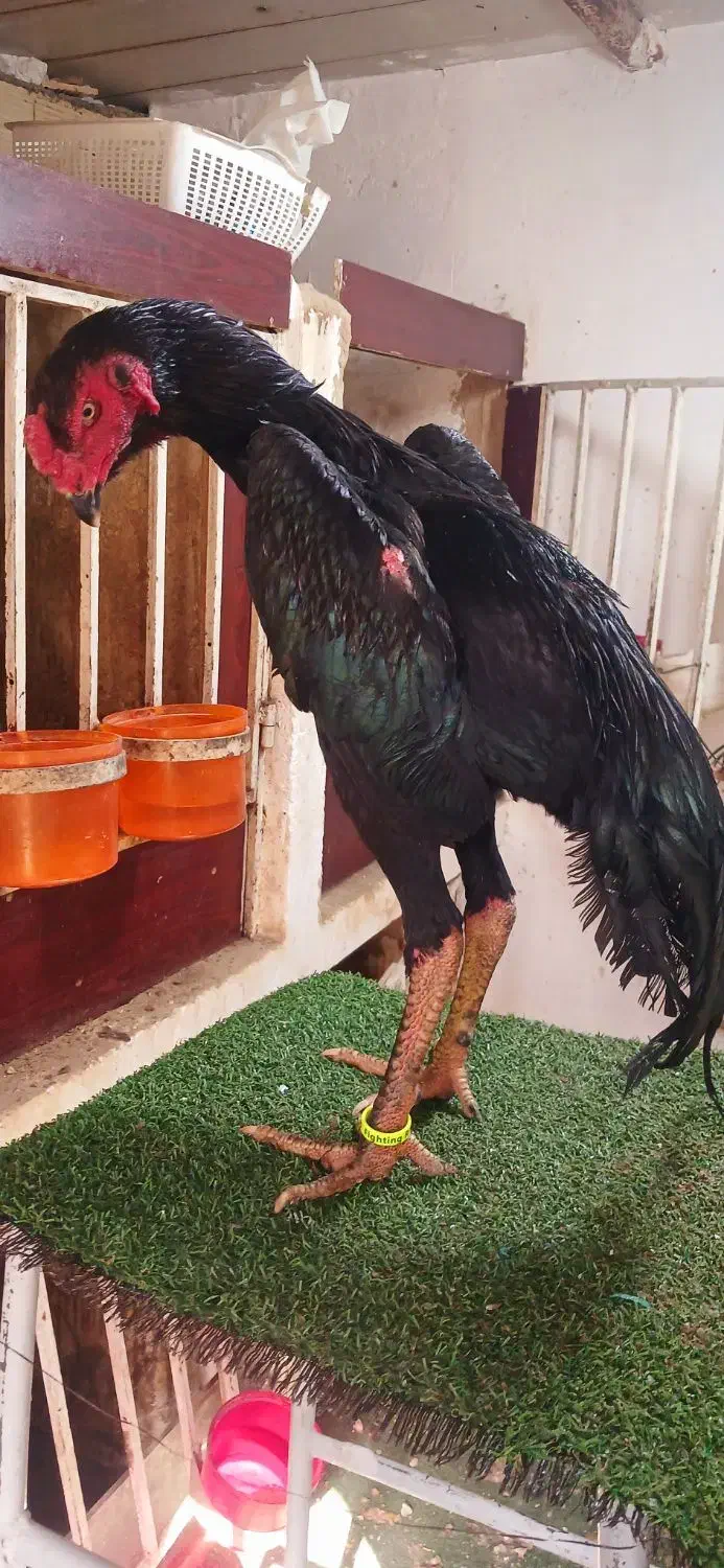 خروس تخم لاری اوشامو|حیوانات مزرعه|تهران, شهرک دریا|دیوار