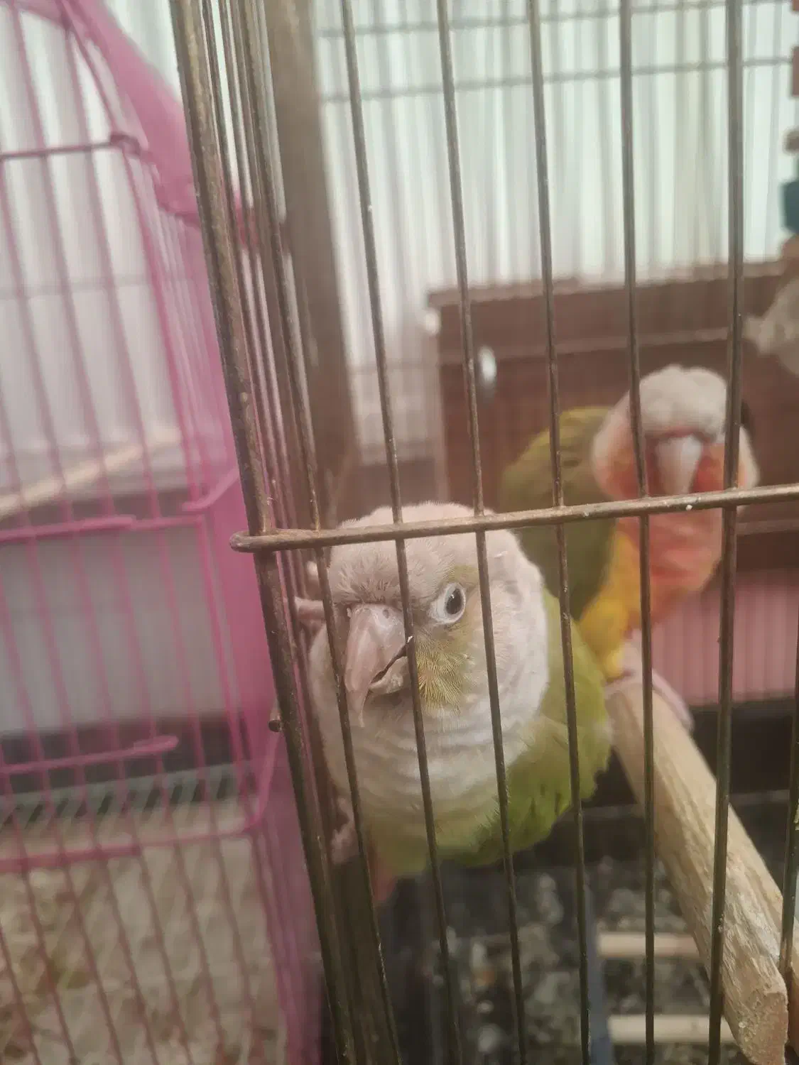 گرین چیک و عروسی هلندی|پرنده|خوی, |دیوار