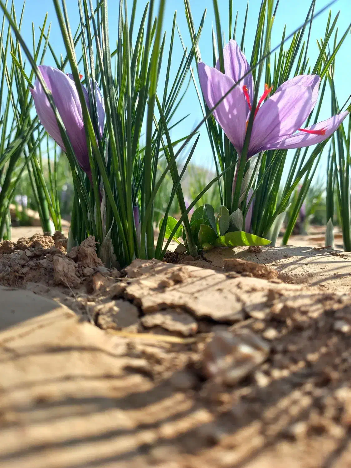 زعفران درجه یک یک همراه با بوی عطر|خوردنی و آشامیدنی|کوهدشت, |دیوار