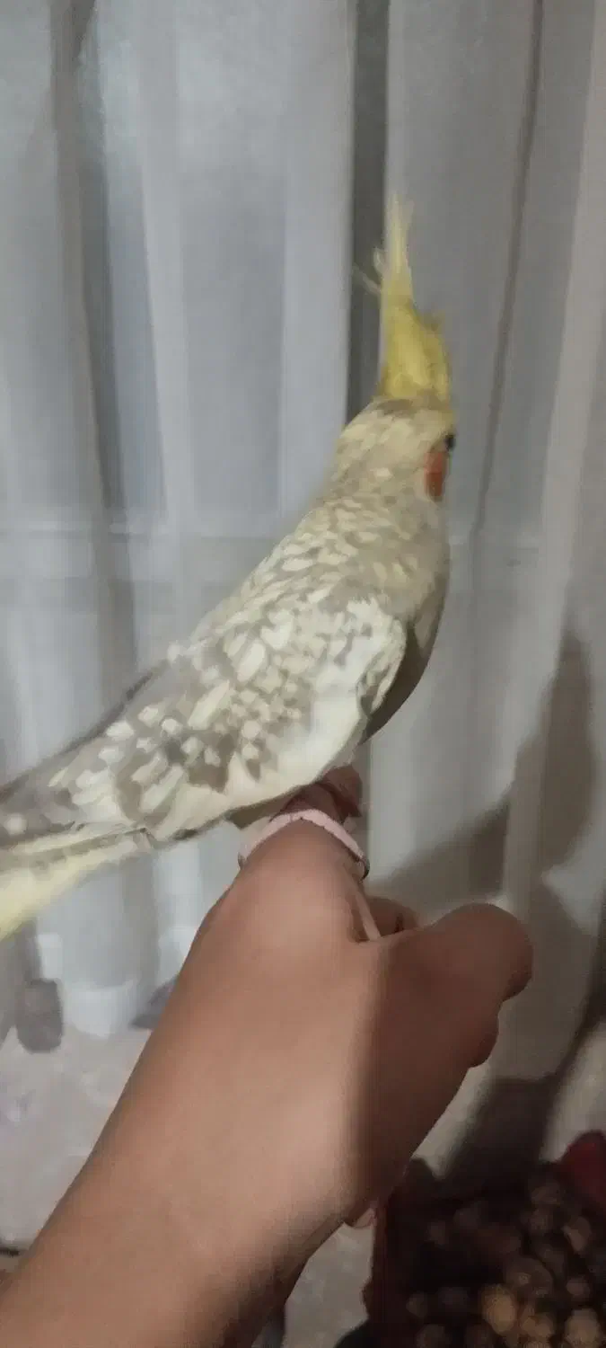 عروس هلندی نرو ماده دستی|پرنده|ری, علایین|دیوار