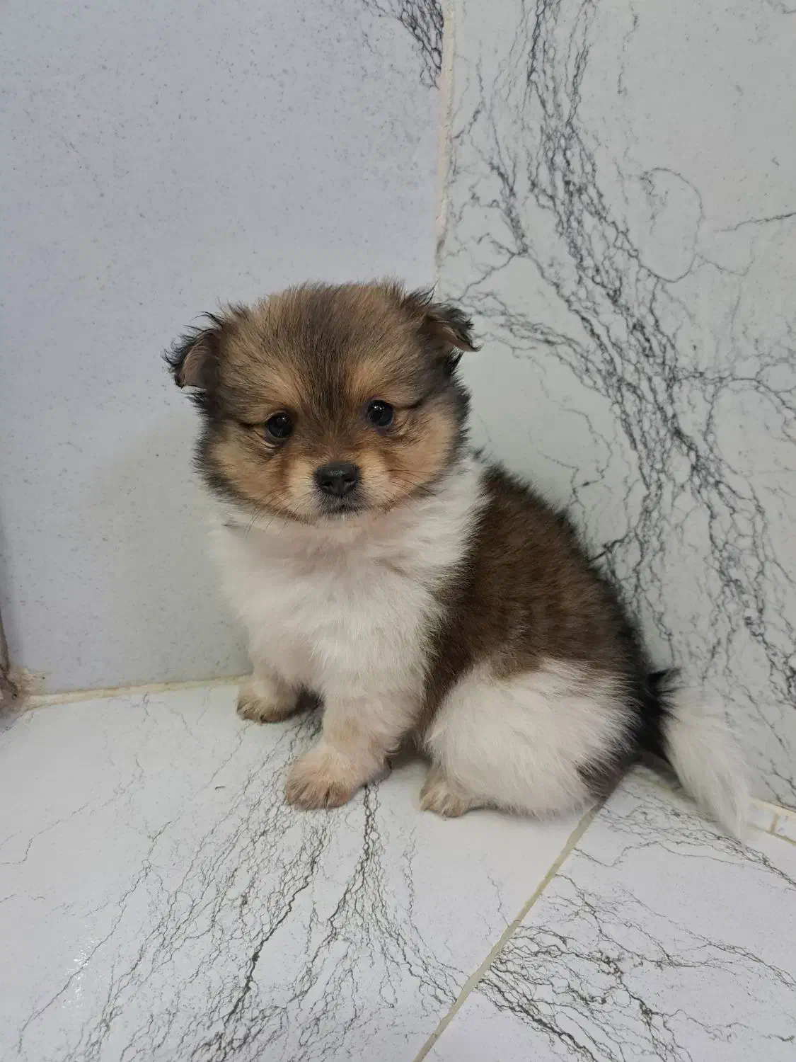 توله سگ‌پامرخالص  همراه با پدرمادر|سگ|مشهد, نیروی هوایی|دیوار