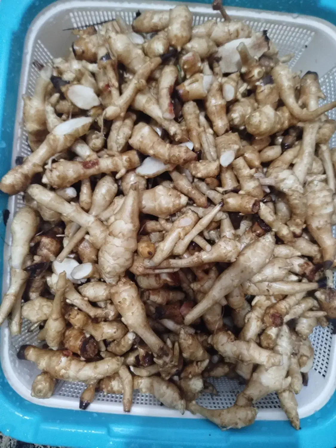 یارلماسی. چوچاق. گیجای تره|خوردنی و آشامیدنی|رشت, یخسازی|دیوار