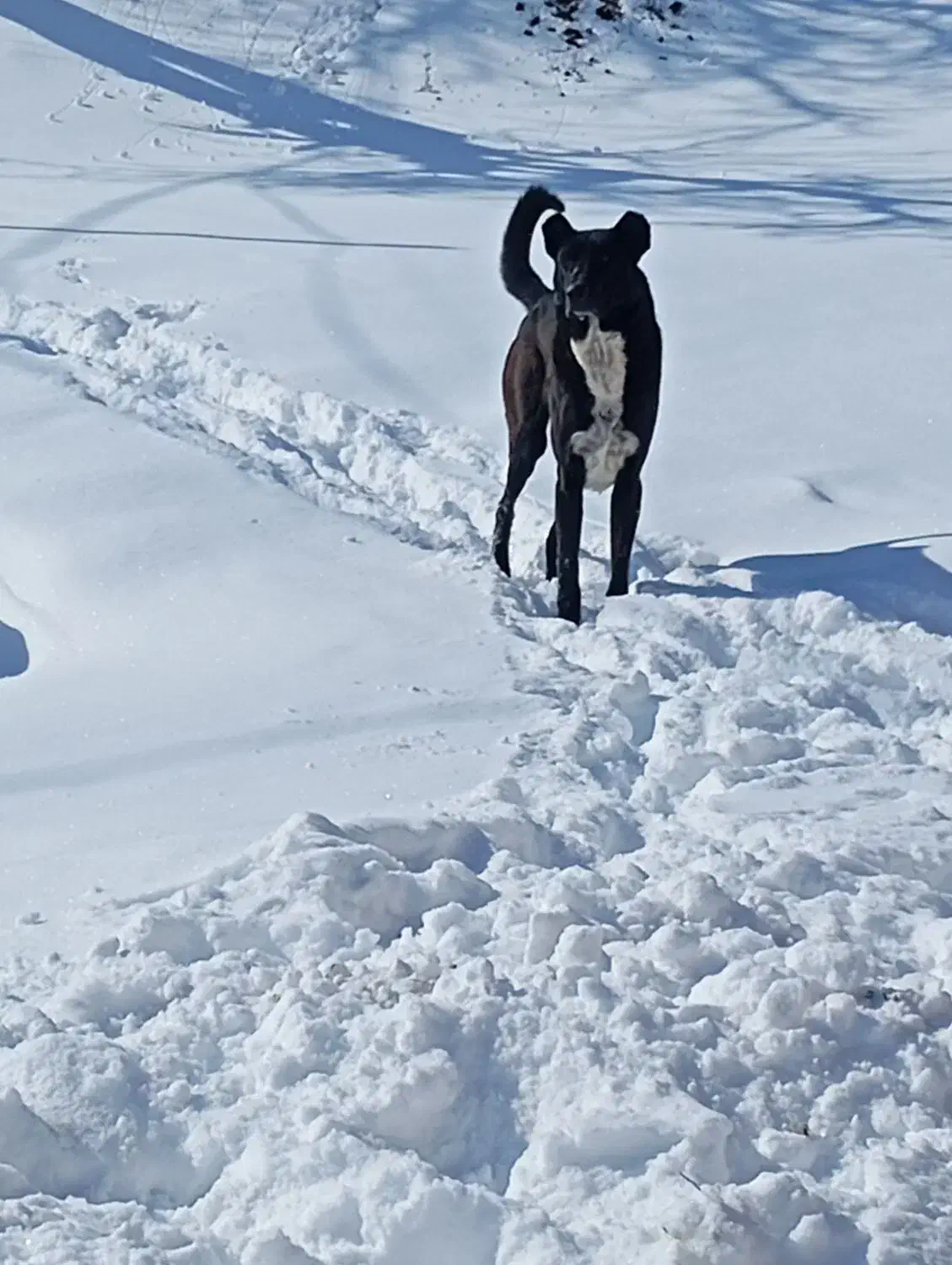 سک سرابی|سگ|ترکمانچای, |دیوار