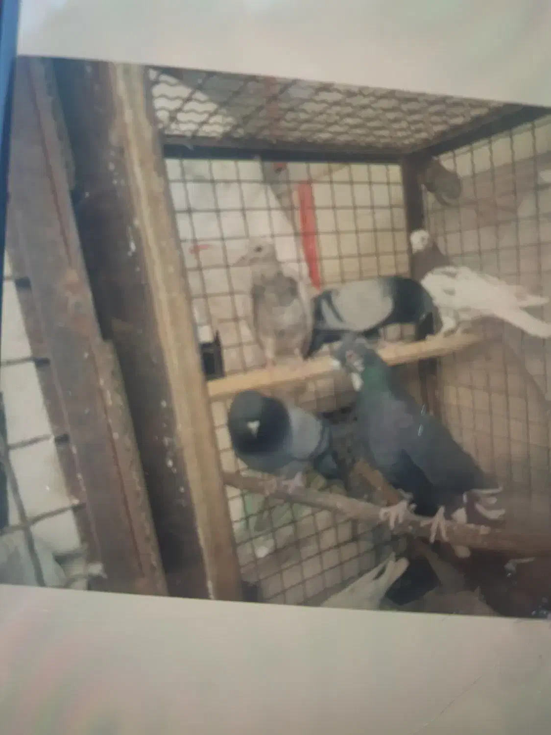 کبوتر گمشده|حیوانات|قم, چهل درخت‎|دیوار