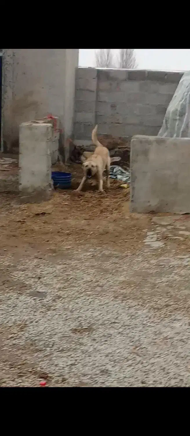 سگ سرابی 12ماهه|سگ|فیروزآباد (آذربایجان), |دیوار