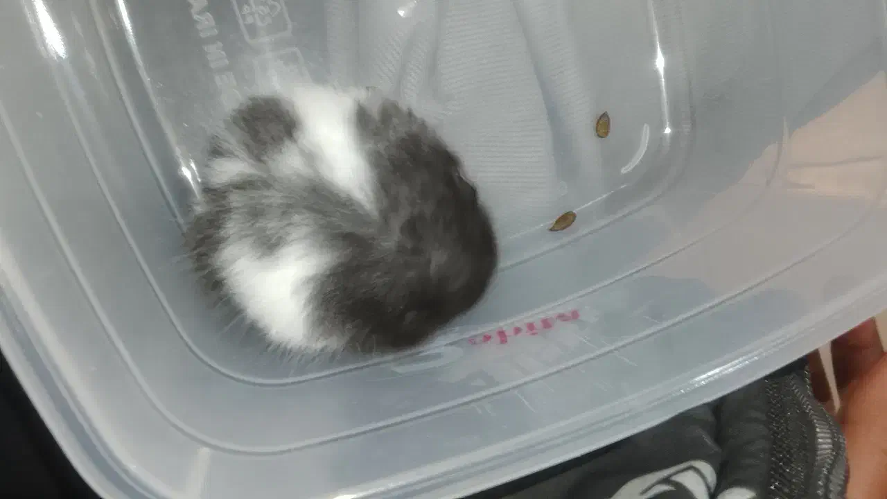 همستر|موش و خرگوش|شهرکرد, |دیوار