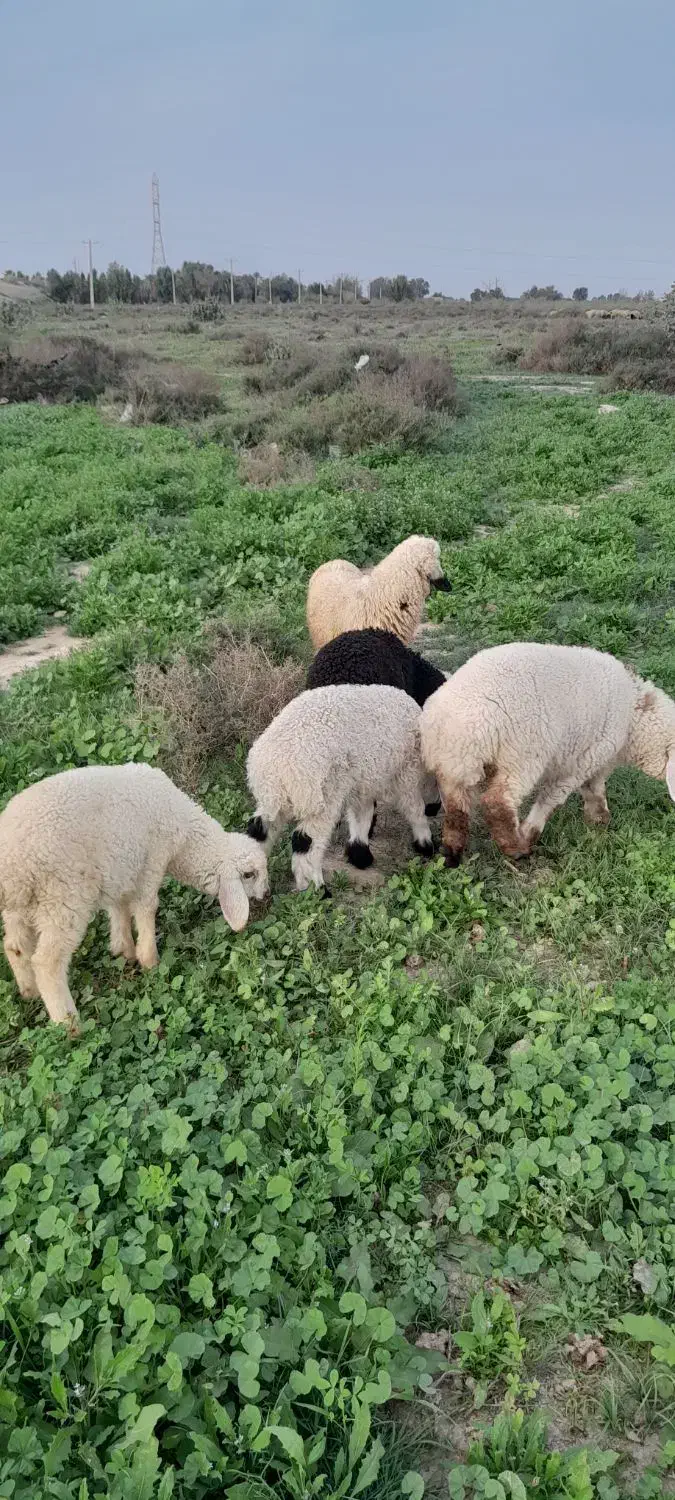 بره نر|حیوانات مزرعه|جیرفت, |دیوار