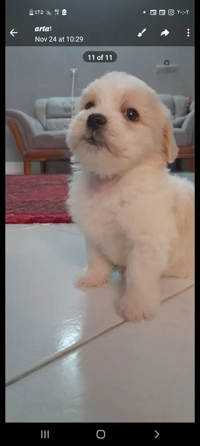 واگذاری سگ|سگ|سمنان, |دیوار