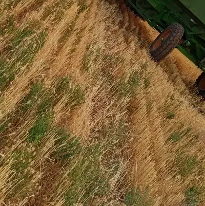 کاه گندم|عمده‌فروشی|زنجانرود, |دیوار